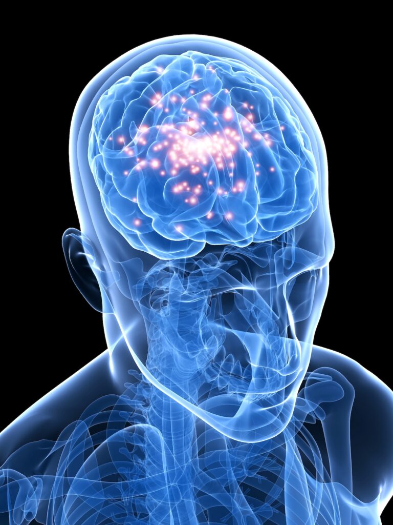 nervous system
